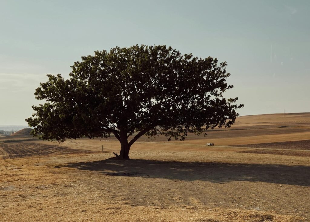 A lone tree on a dry field under a summer sky, evoking solitude and resilience.