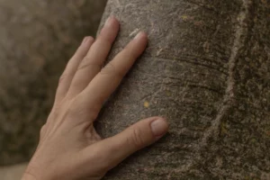árbol milenario